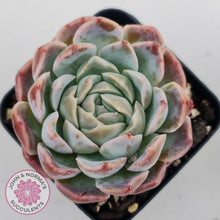 Load image into Gallery viewer, Echeveria Sarang - John &amp; Norma&#39;s Succulents
