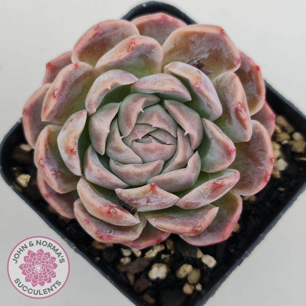 Echeveria Sarang
