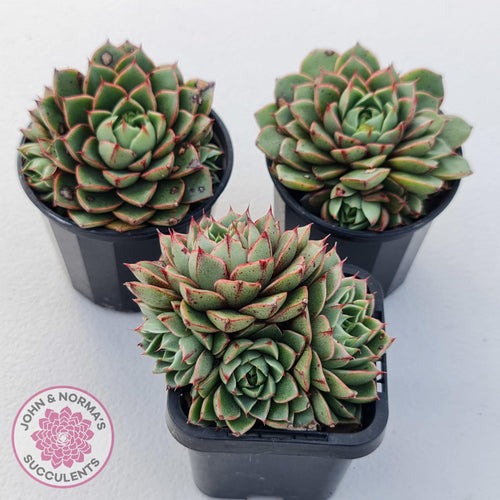 Echeveria Shamrock - John & Norma's Succulents