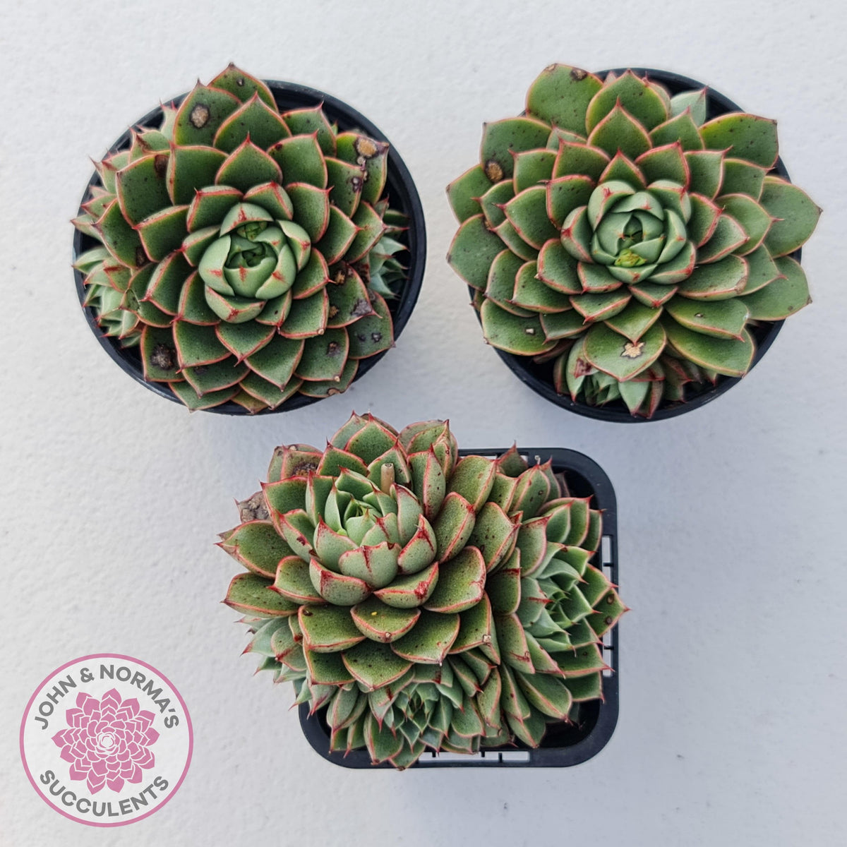 Echeveria 'Shamrock'