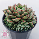 Echeveria 'Shamrock'