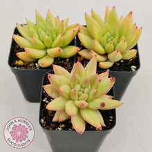 Load image into Gallery viewer, Echeveria Shooting Star - John &amp; Norma&#39;s Succulents
