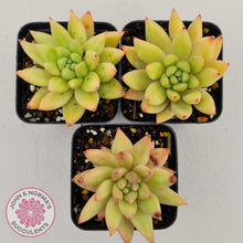 Load image into Gallery viewer, Echeveria Shooting Star - John &amp; Norma&#39;s Succulents
