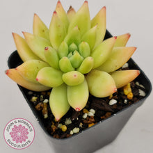 Load image into Gallery viewer, Echeveria Shooting Star - John &amp; Norma&#39;s Succulents
