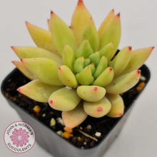 Load image into Gallery viewer, Echeveria Shooting Star - John &amp; Norma&#39;s Succulents
