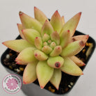 Echeveria Shooting Star