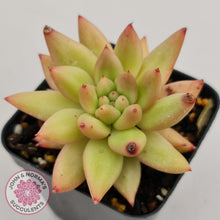 Load image into Gallery viewer, Echeveria Shooting Star - John &amp; Norma&#39;s Succulents
