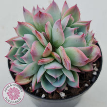 Load image into Gallery viewer, Echeveria Silhouette - John &amp; Norma&#39;s Succulents
