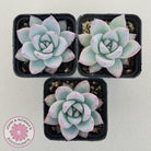 Echeveria Colorata Tapalpa Ice