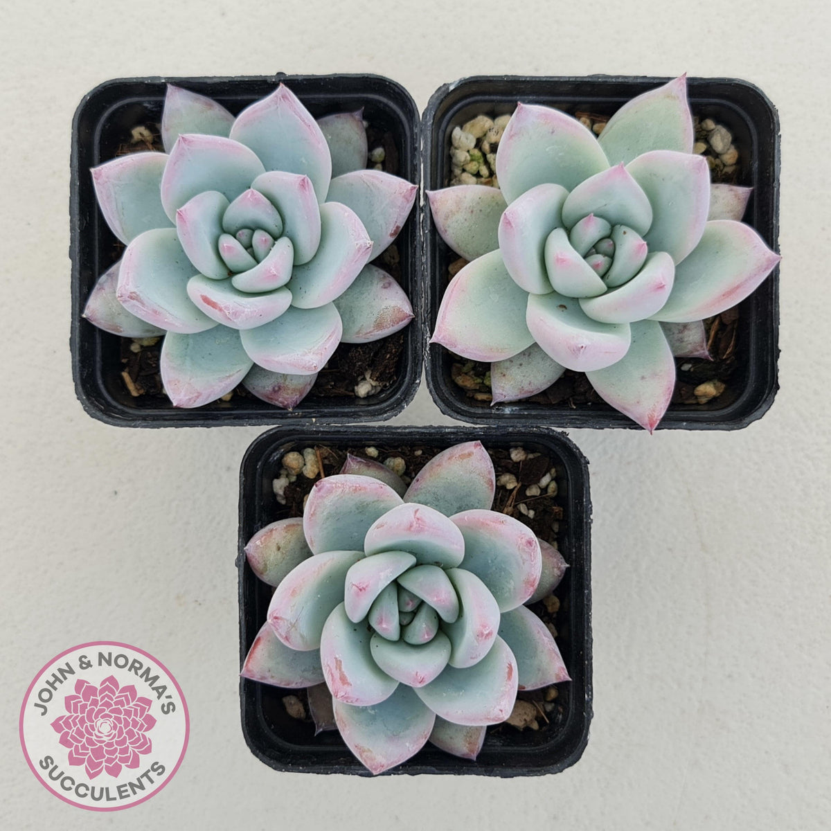 Echeveria Colorata Tapalpa Ice