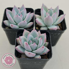 Load image into Gallery viewer, Echeveria Colorata Tapalpa Ice - John &amp; Norma&#39;s Succulents
