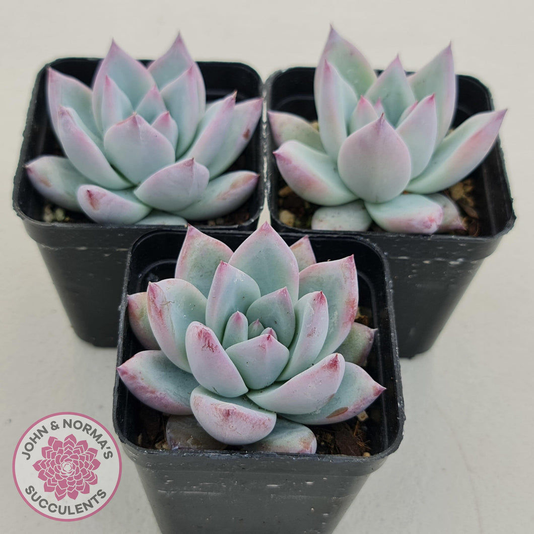 Echeveria Colorata Tapalpa Ice - John & Norma's Succulents