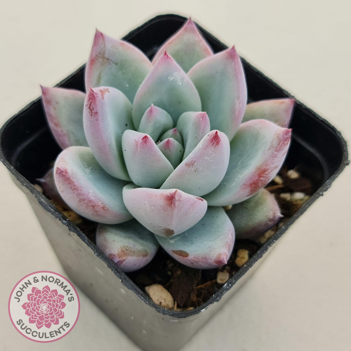 Echeveria Colorata Tapalpa Ice