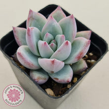 Load image into Gallery viewer, Echeveria Colorata Tapalpa Ice - John &amp; Norma&#39;s Succulents
