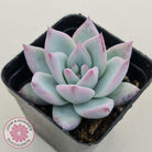 Echeveria Colorata Tapalpa Ice