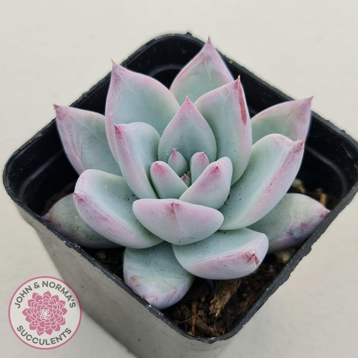 Echeveria Colorata Tapalpa Ice