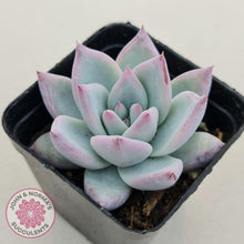 Load image into Gallery viewer, Echeveria Colorata Tapalpa Ice - John &amp; Norma&#39;s Succulents
