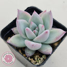 Echeveria Colorata Tapalpa Ice