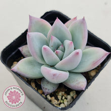 Load image into Gallery viewer, Echeveria Colorata Tapalpa Ice - John &amp; Norma&#39;s Succulents
