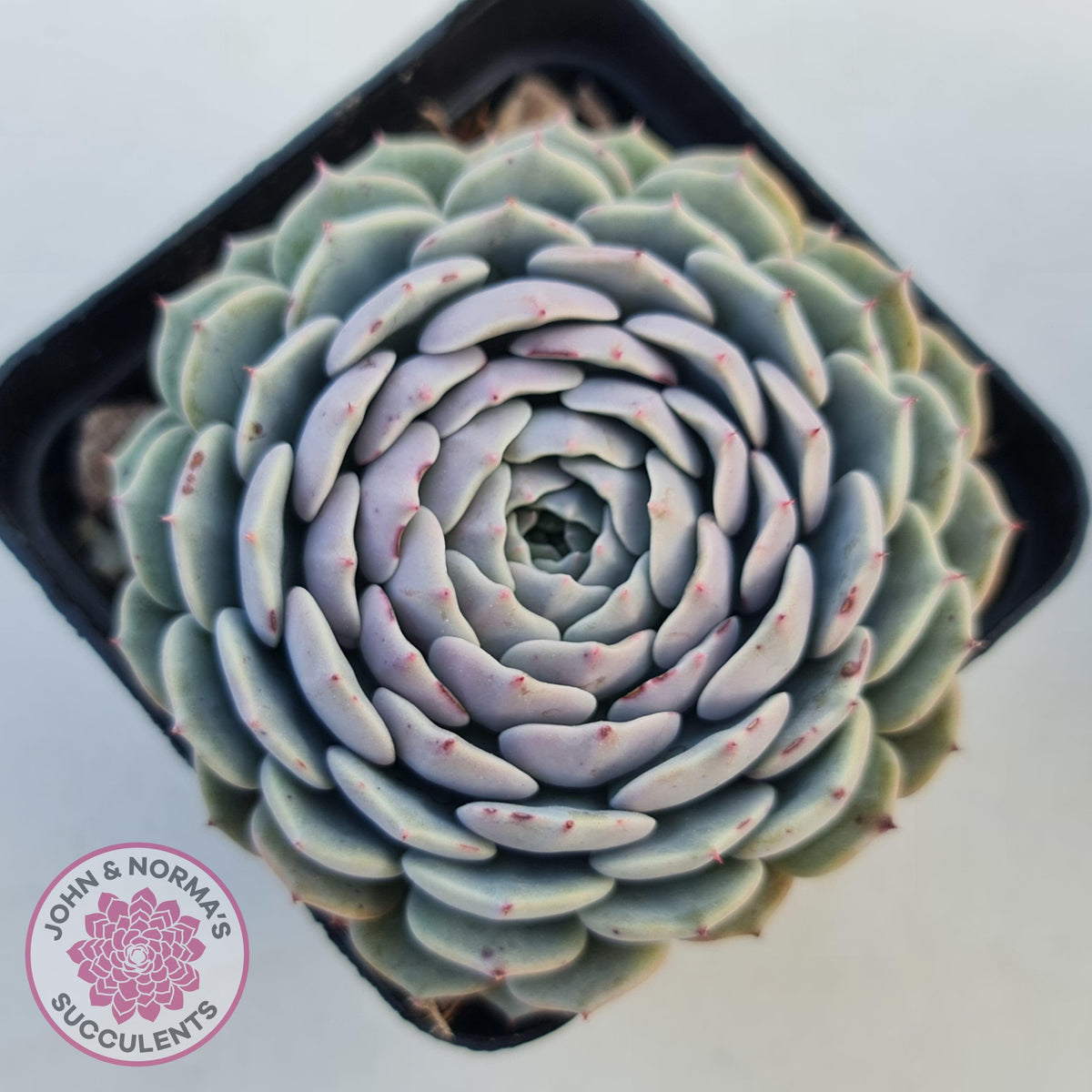 Echeveria Tuxpan