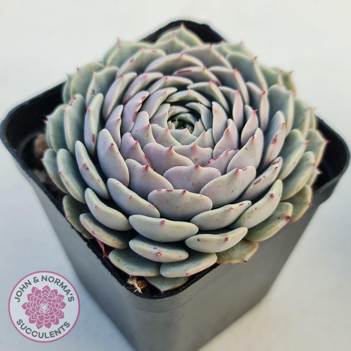 Echeveria Tuxpan