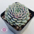 Echeveria Tuxpan