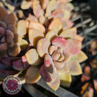 Echeveria X Lady Grey - Cutting/s