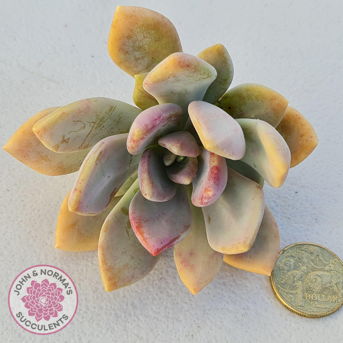 Echeveria X Lady Grey - Cutting/s