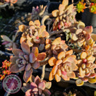Echeveria X Lady Grey - Cutting/s