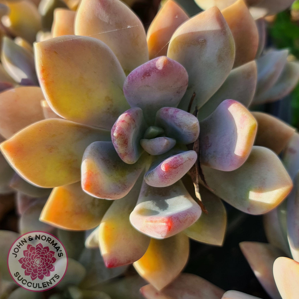 Echeveria X Lady Grey - Cutting/s