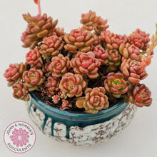 Load image into Gallery viewer, Graptosedum Nova - John &amp; Norma&#39;s Succulents
