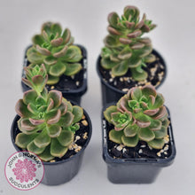 Load image into Gallery viewer, Graptosedum Nova - John &amp; Norma&#39;s Succulents
