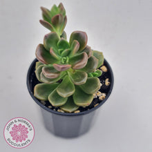 Load image into Gallery viewer, Graptosedum Nova - John &amp; Norma&#39;s Succulents
