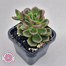 Load image into Gallery viewer, Graptosedum Nova - John &amp; Norma&#39;s Succulents
