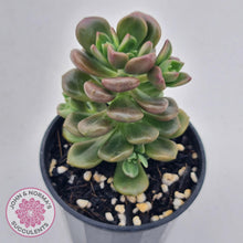 Load image into Gallery viewer, Graptosedum Nova - John &amp; Norma&#39;s Succulents
