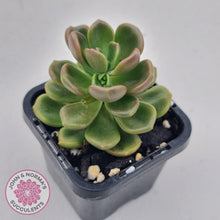 Load image into Gallery viewer, Graptosedum Nova - John &amp; Norma&#39;s Succulents
