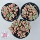 Graptoveria 'avant-garde'