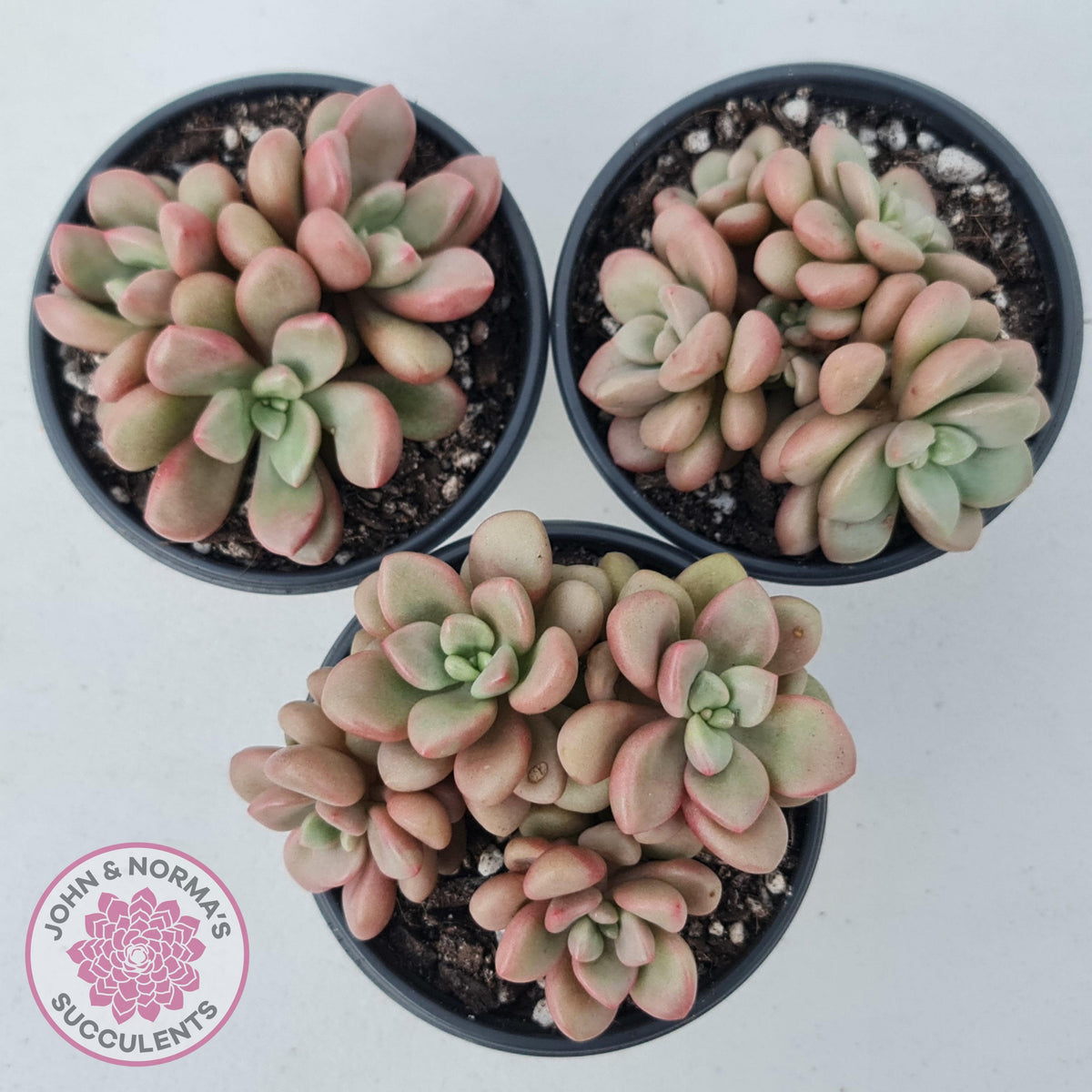 Graptoveria 'avant-garde'