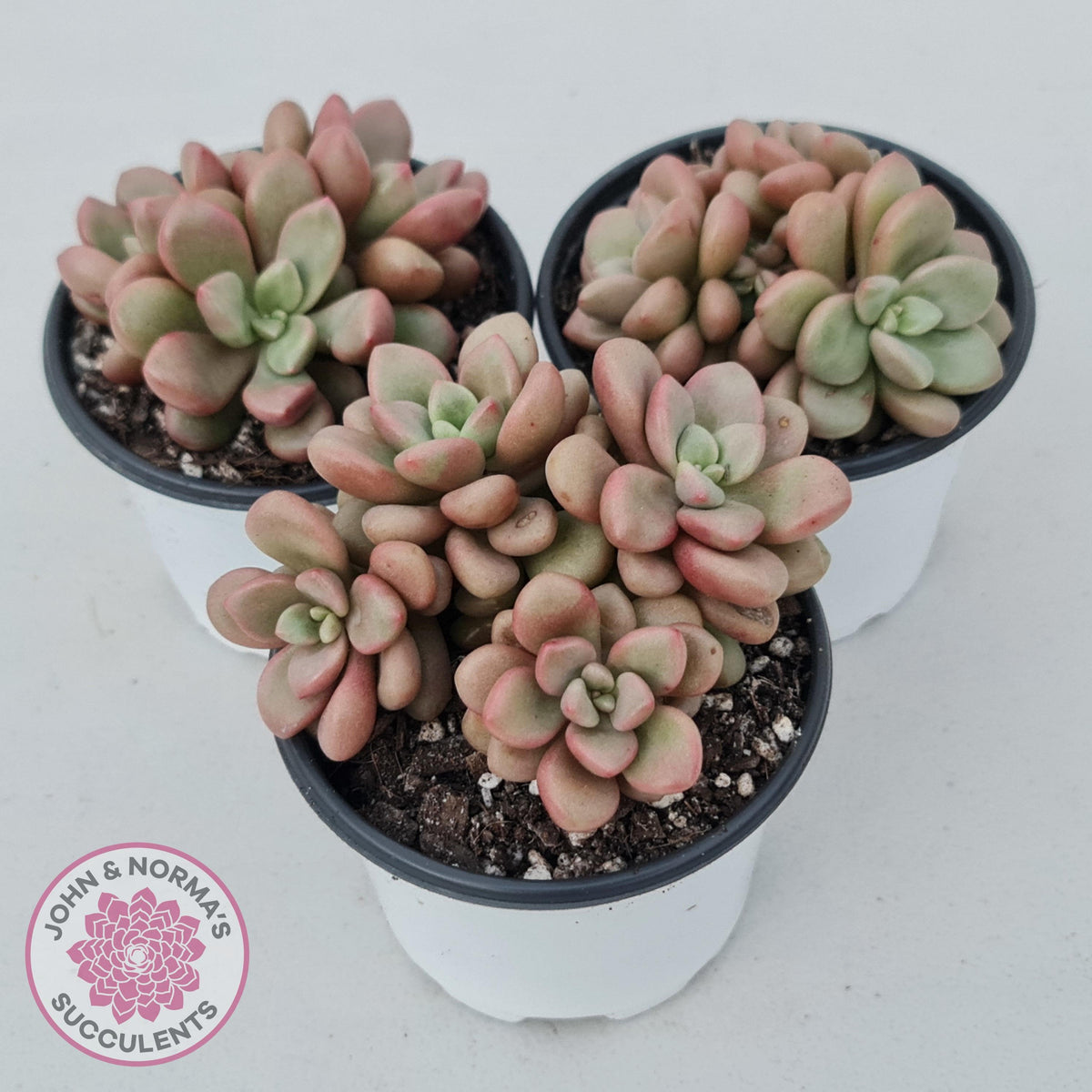 Graptoveria 'avant-garde'