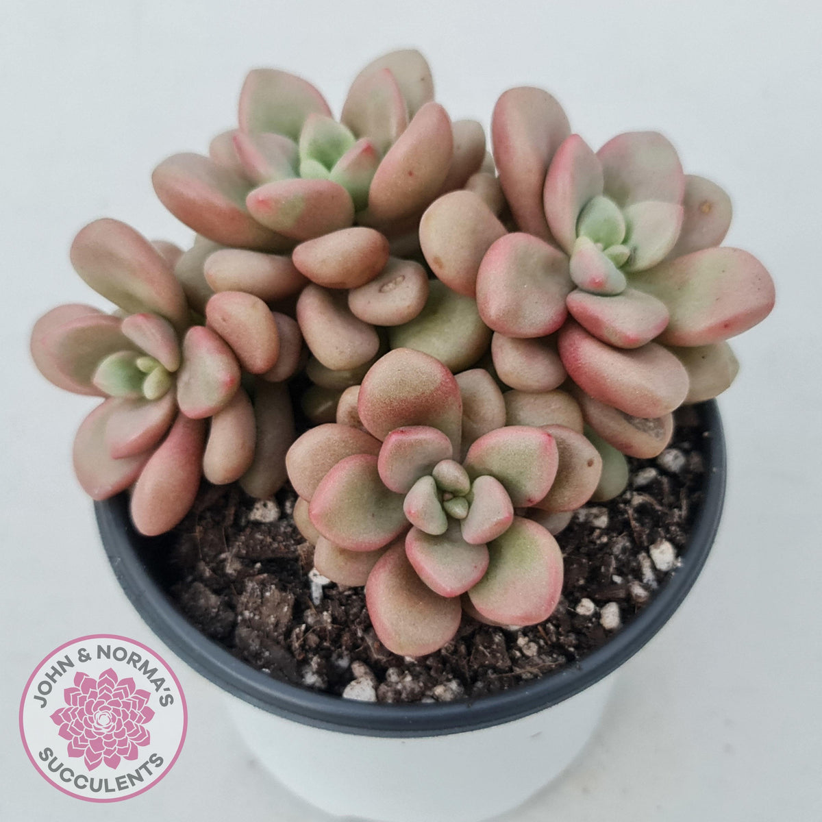 Graptoveria 'avant-garde'