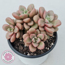 Load image into Gallery viewer, Graptoveria &#39;avant-garde&#39; - John &amp; Norma&#39;s Succulents
