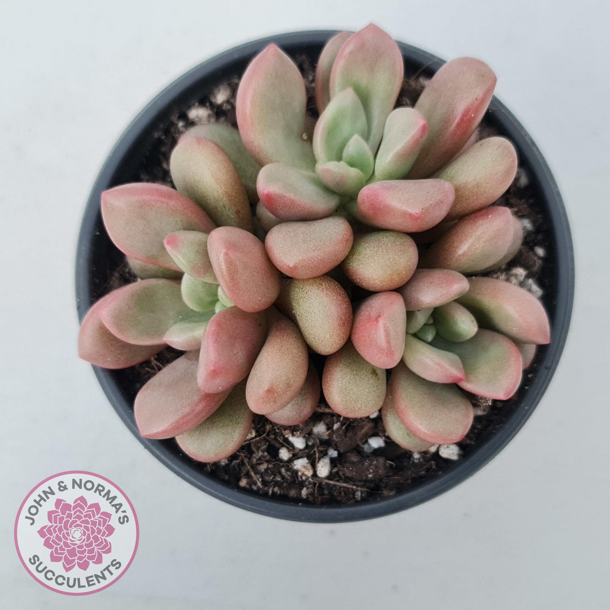 Graptoveria 'avant-garde'