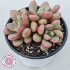 Graptoveria 'avant-garde'