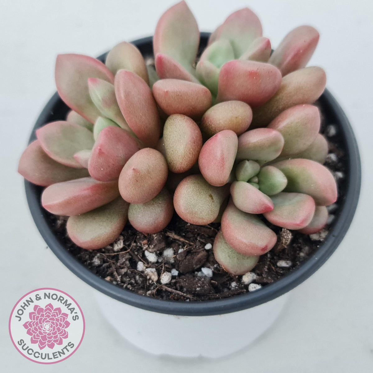 Graptoveria 'avant-garde'