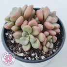 Graptoveria 'avant-garde'