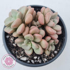 Graptoveria 'avant-garde'