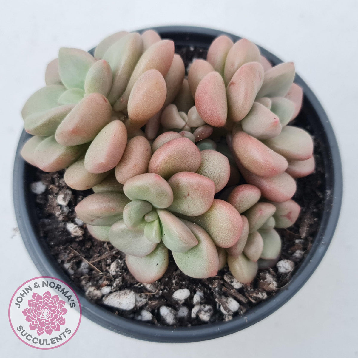 Graptoveria 'avant-garde'