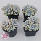 Graptoveria Margaret Rose