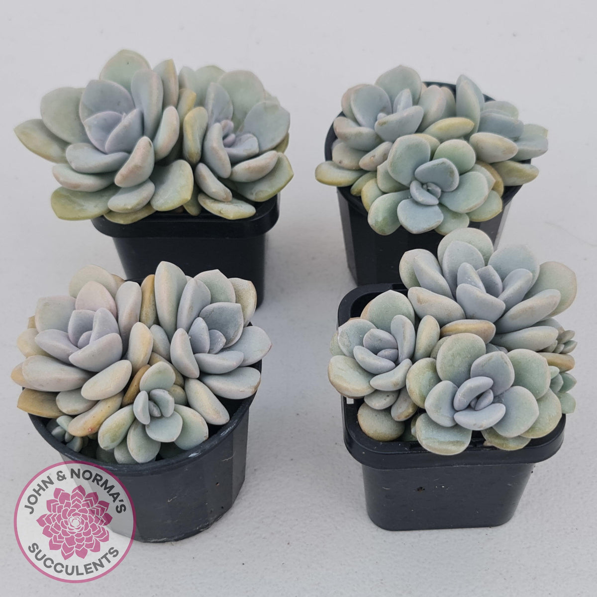 Graptoveria Margaret Rose