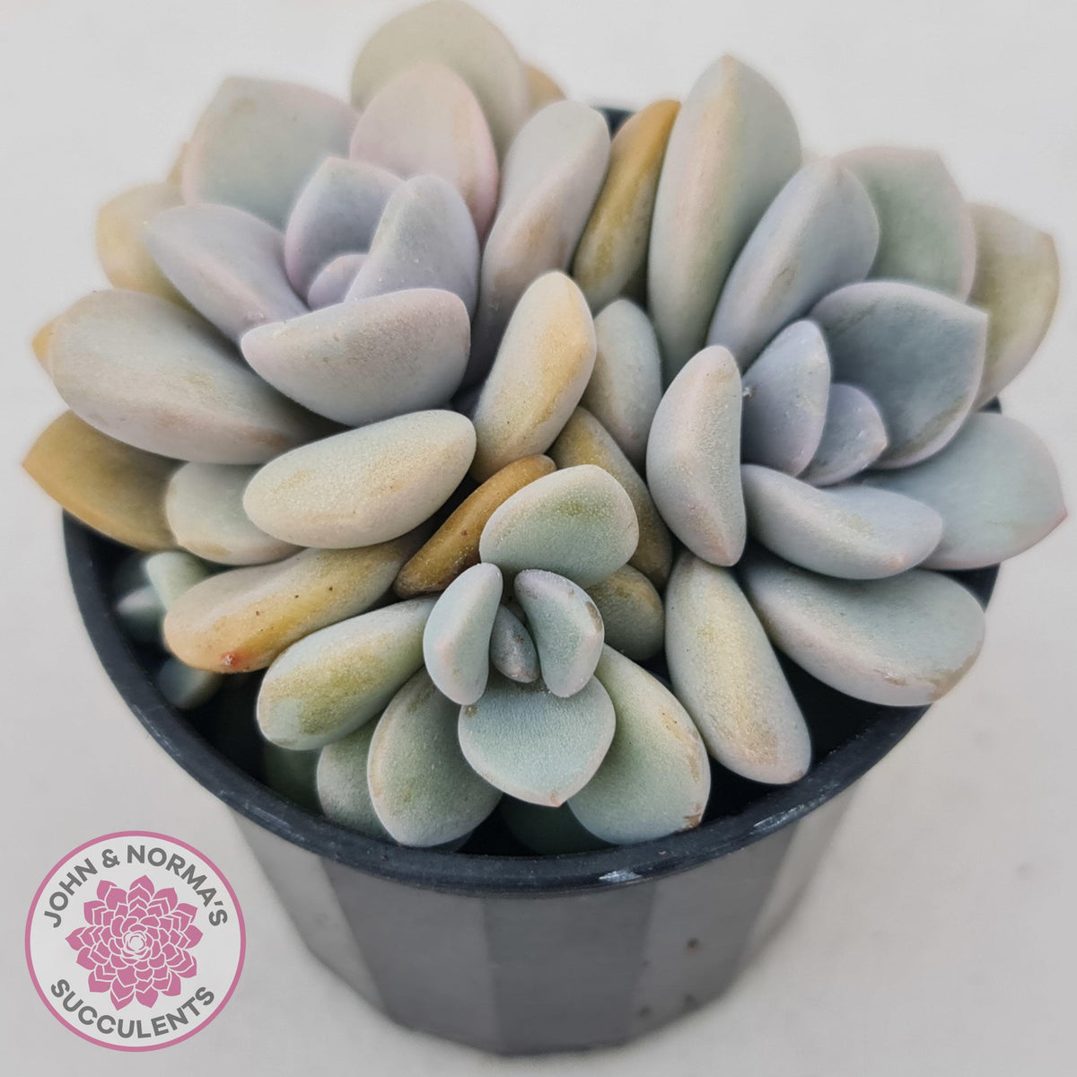 Graptoveria Margaret Rose